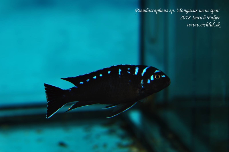 Chindongo sp. 'elongatus spot'